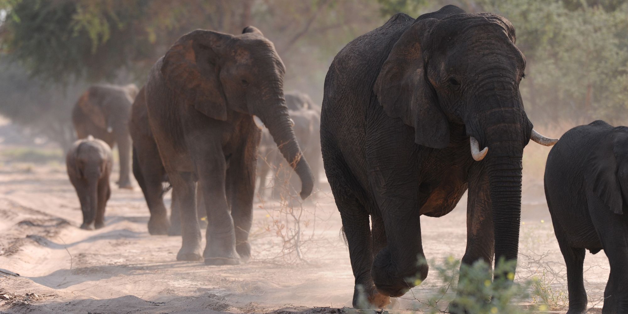 sabbatical-namibia-seychellen-wueste-wasser-damaraland-elefanten-natucate