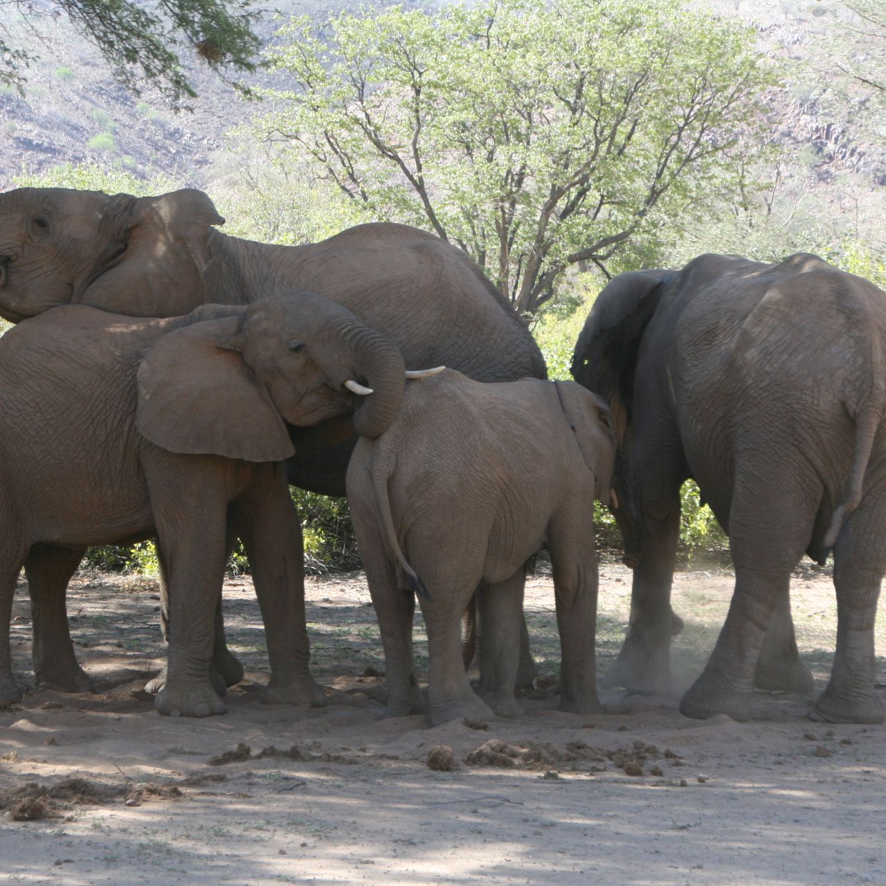 erfahrungsbericht-freiwilligenarbeit-namibia-elefantenschutz-jonas-elefanten-natucate