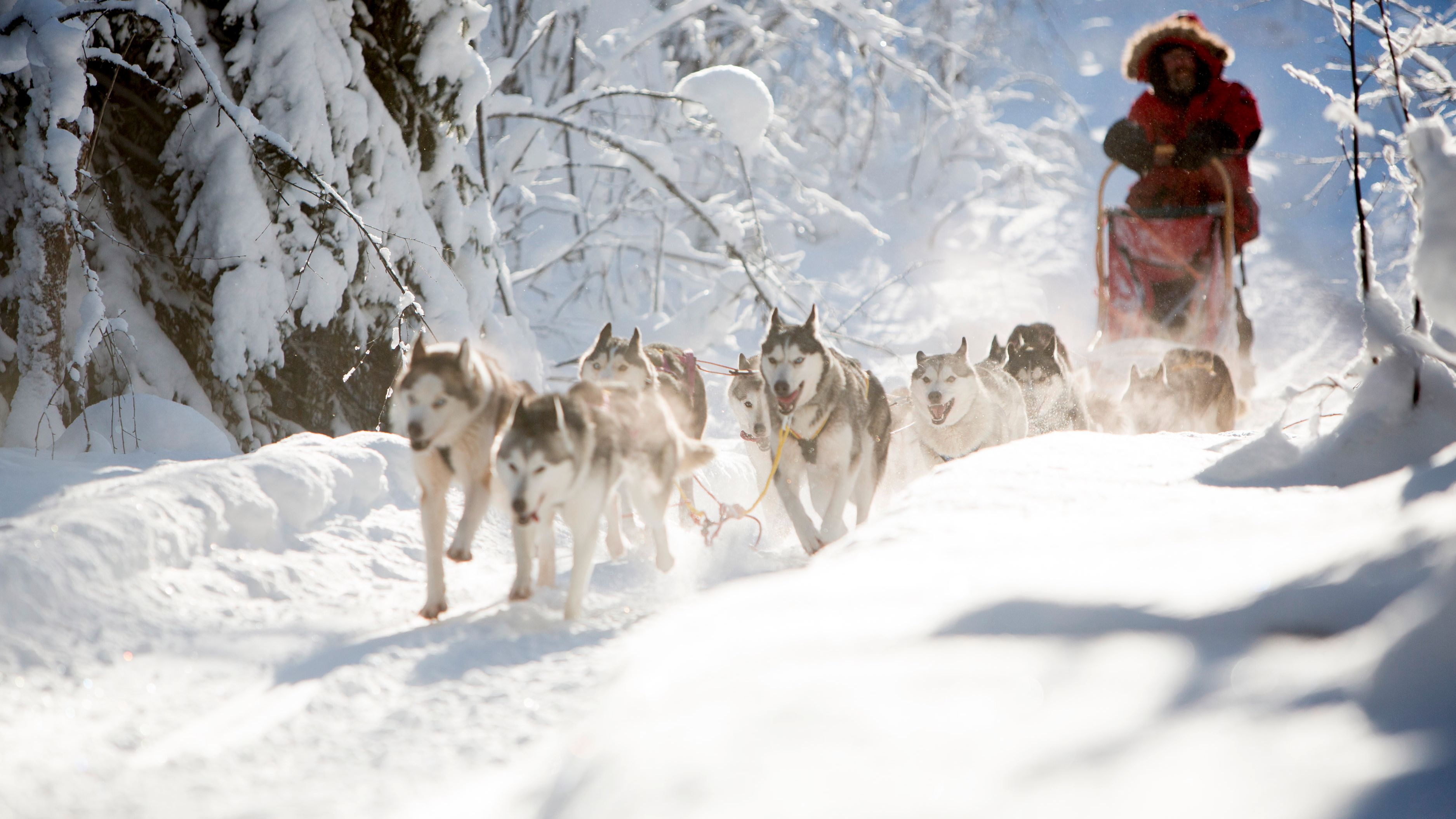 Winter Safari Sweden – Outdoor Adventure Lapland ⋅ Natucate