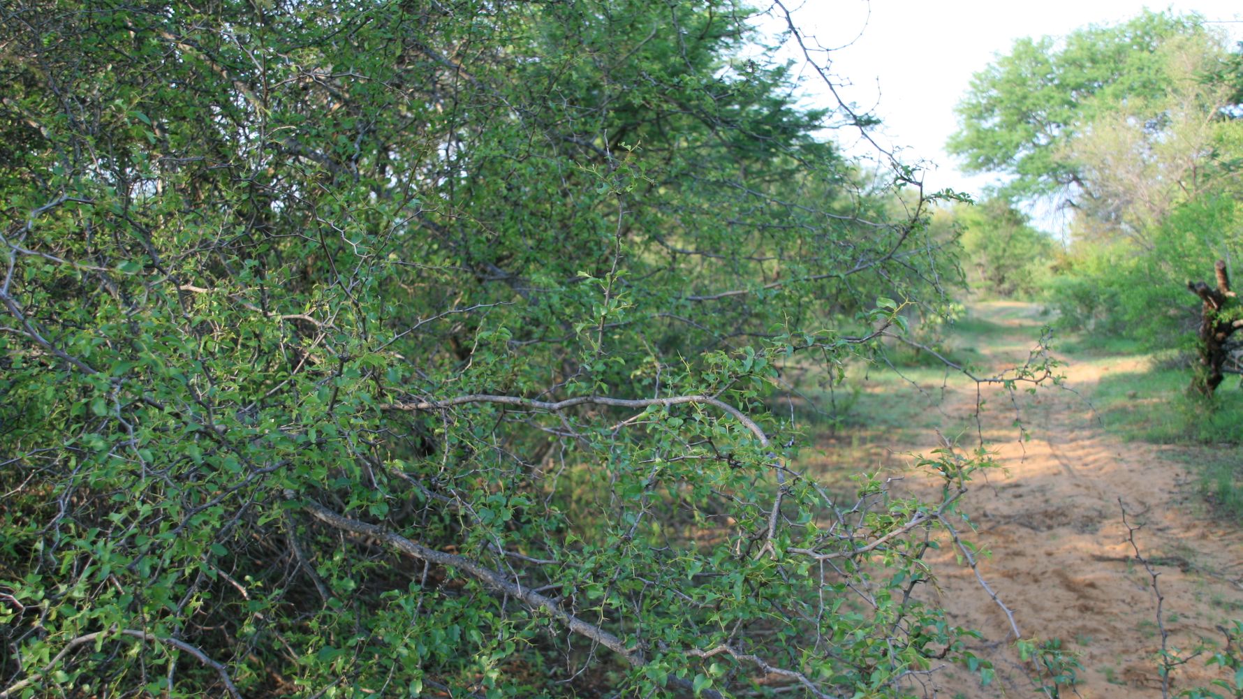 blog-wissen-buffalo-thorne-aufnahme