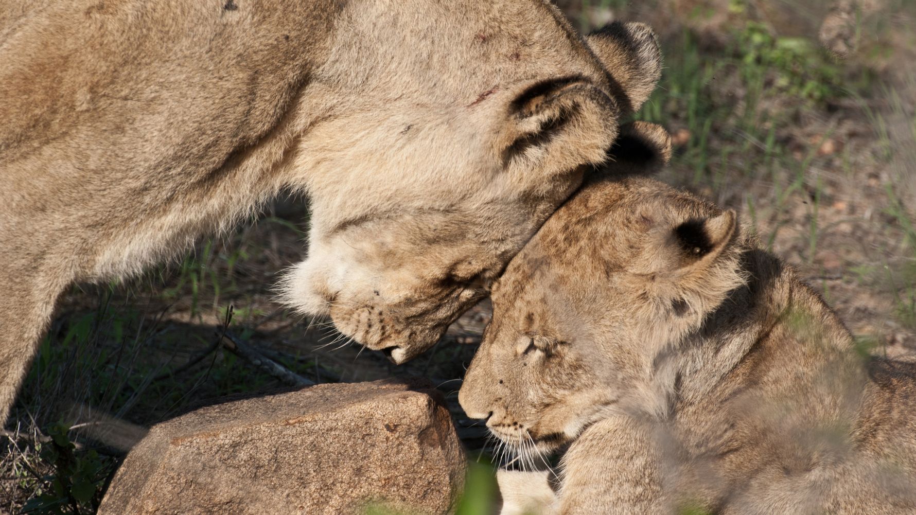 freiwilligenarbeit-suedafrika-loewenaufzucht-blog-natucate