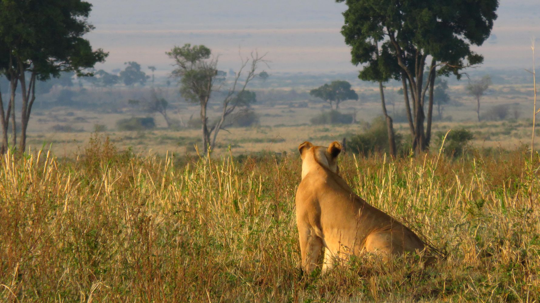 Safari Kenia: Loewin sitzt in der kenianischen Masai Mara und blickt in die Ferne