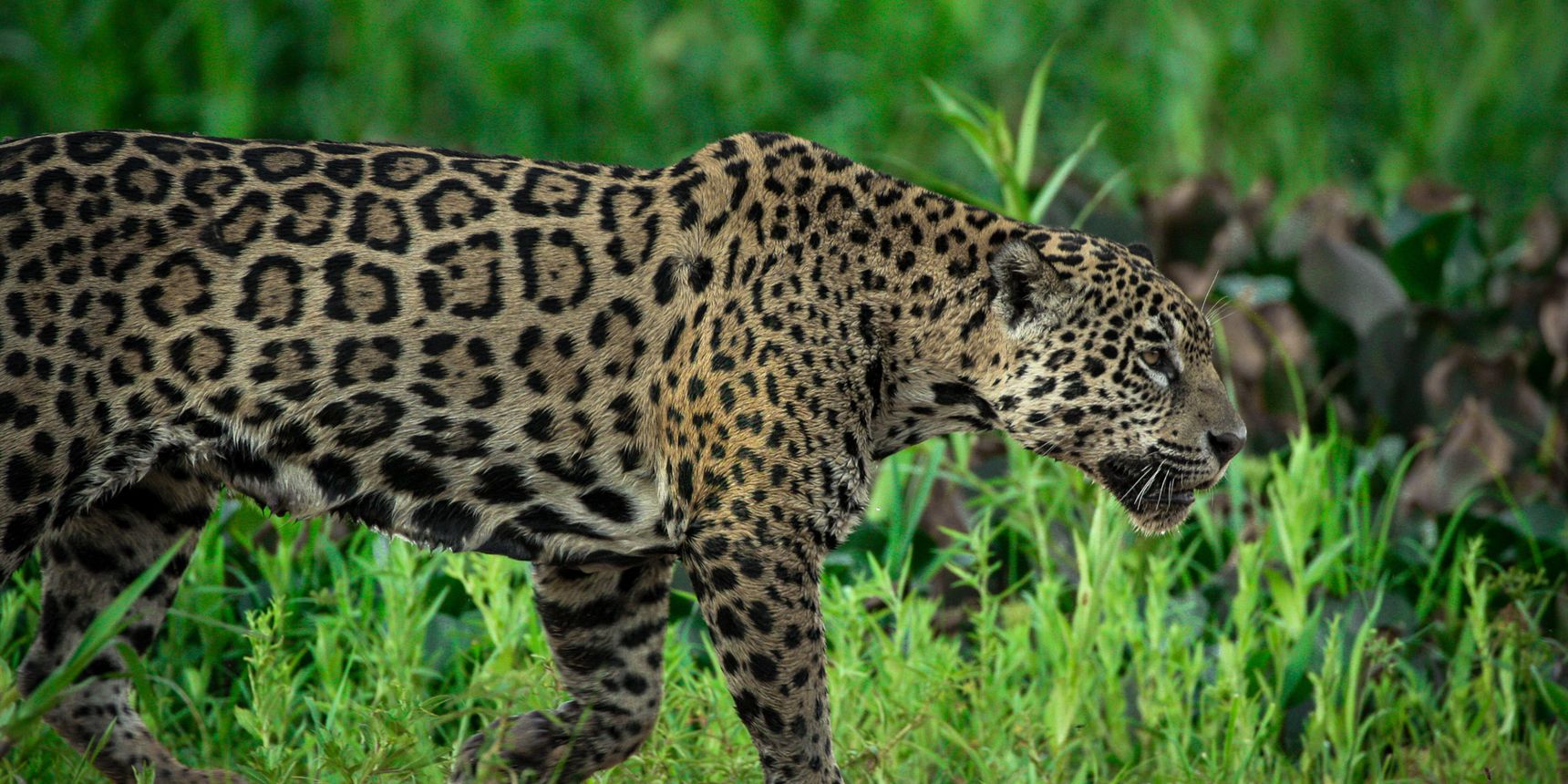 A spotted jaguar roams Brazil