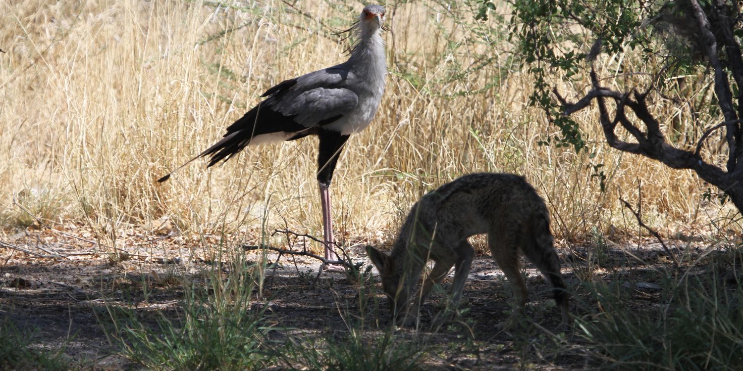 Ein Schakal und ein Vogel befinden sich im Schatten