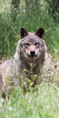 Ein Iberischer Wolf steht im Gras auf dem Gelaende des Wolfsschutzprojekts in Portugal