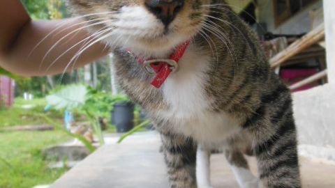 Tierschutz: Ein Volunteer kuemmert sich um eine Katze