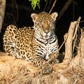 Predators are found in the popular tourist destination Pantanal in Brazil