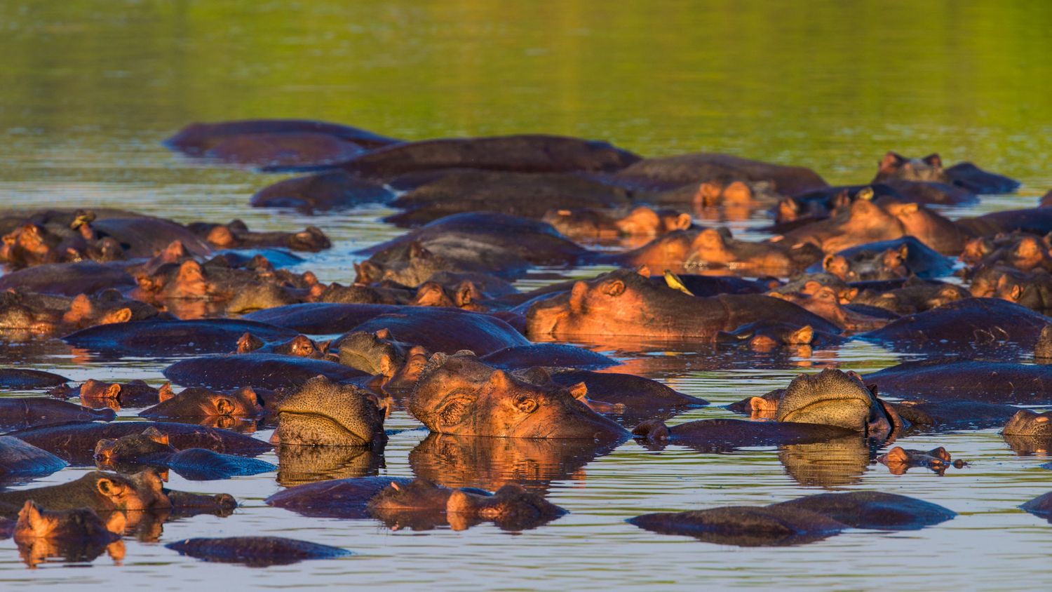 Group of hippos in a lagoon in Southern Africa