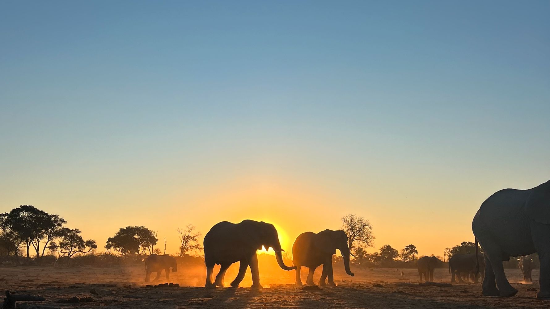 natucate-blog-erfahrungsbericht-pwe-kwapa-henni-elephant-herd-2