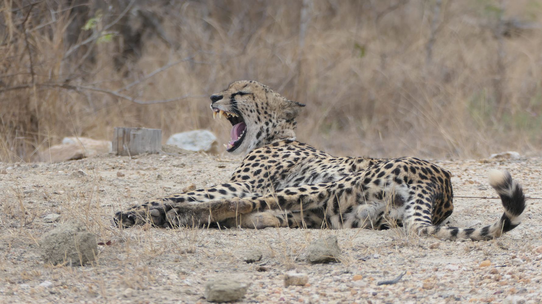 Gepard g&auml;hnend