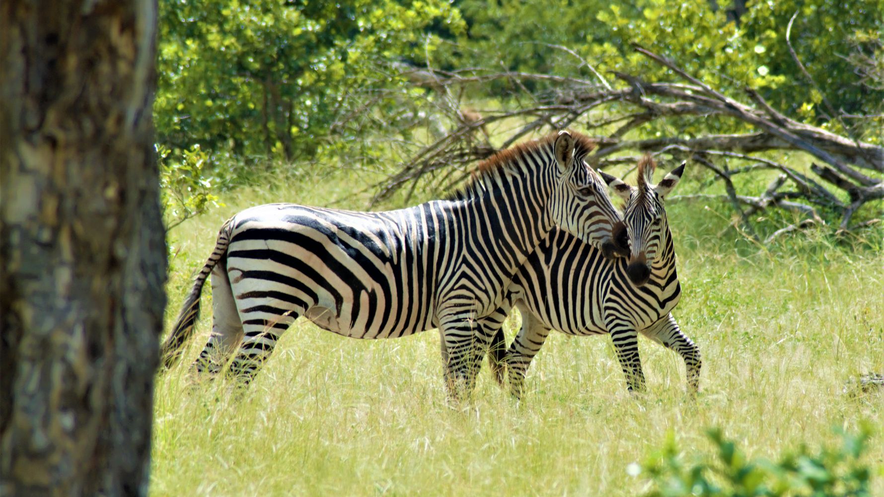 travel-guide-malawi-liwonde-nationalpark-zebras