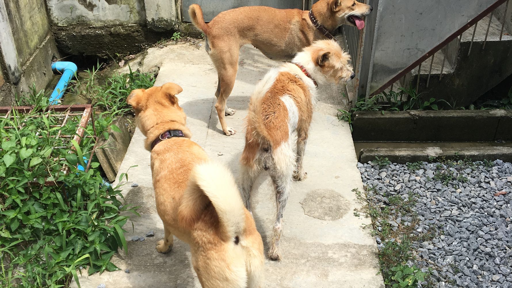 Tierschutz in Thailand: Drei Hunde im Tierheim