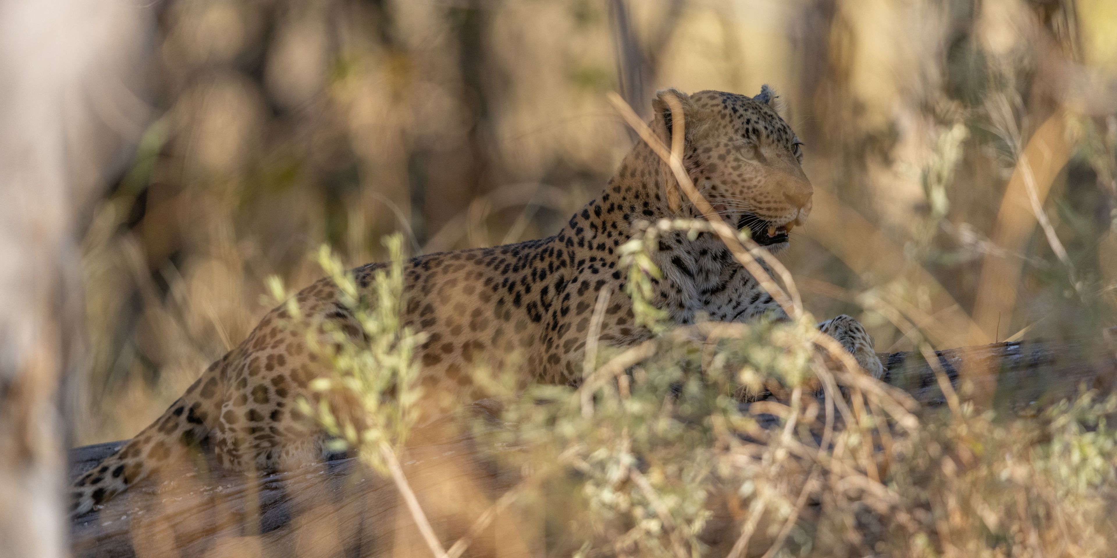 Versteckter Leopard im Geb&uuml;sch