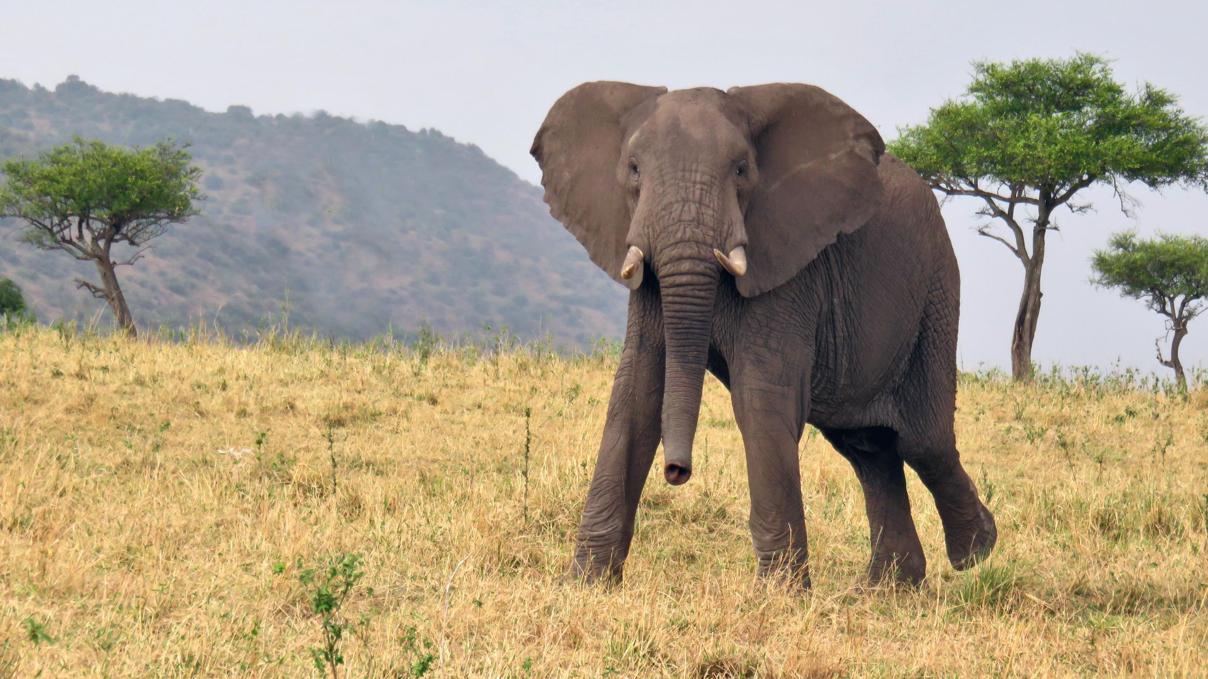Safari-Reise Tansania: ein Elefant bei seinem Gang durch die Savanne von Ostafrika