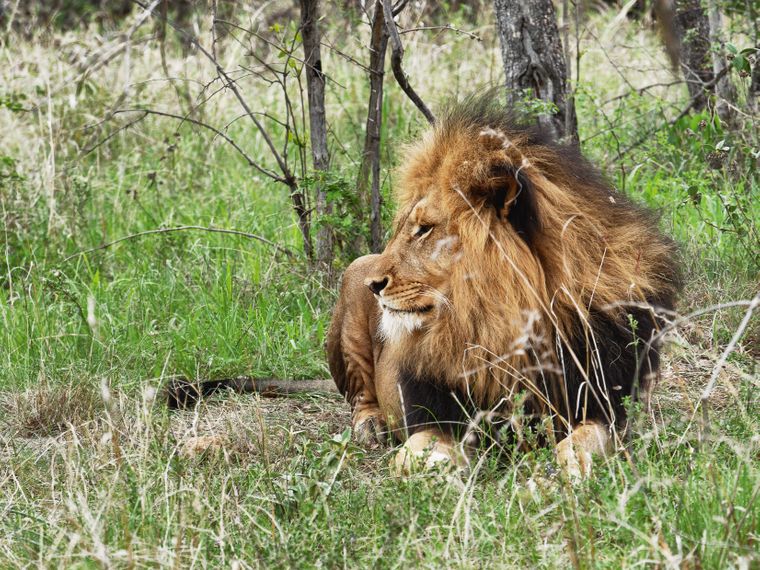 freiwilligenarbeit-artenschutz-loewe-in-suedafrika-volunteerhighlights-blog-natucate