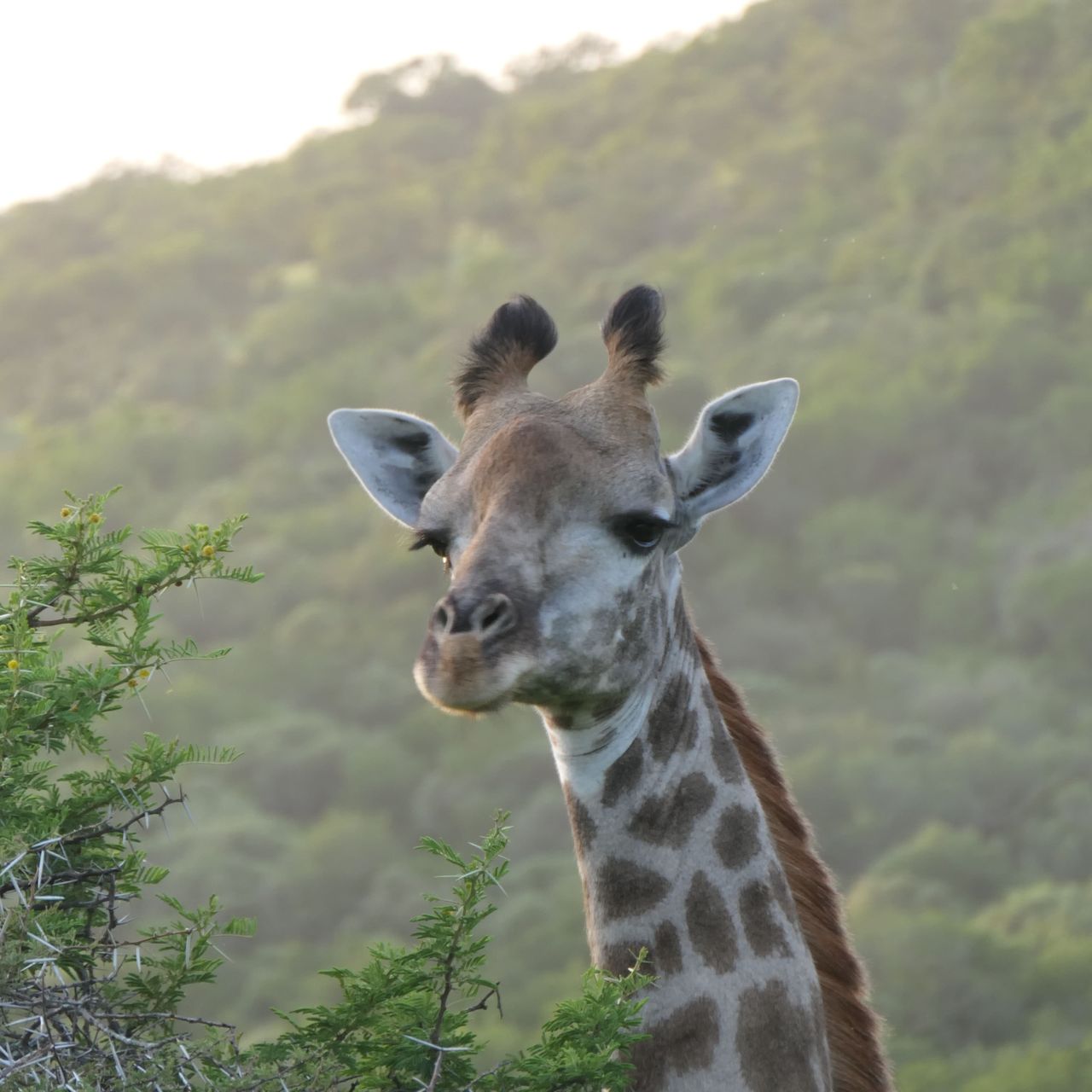 freiwilligenarbeit-suedafrika-zululand-artenschutz-emma-giraffe-2-natucate