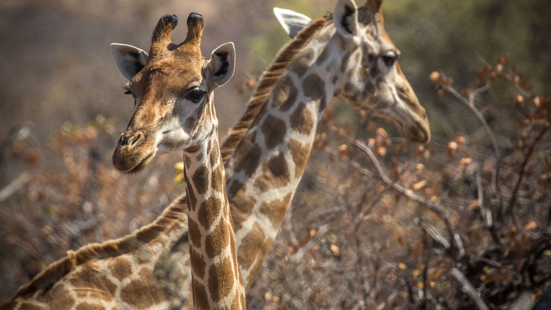 blog-sabbatjahr-wechsel-gkv-pkv-giraffen-natucate