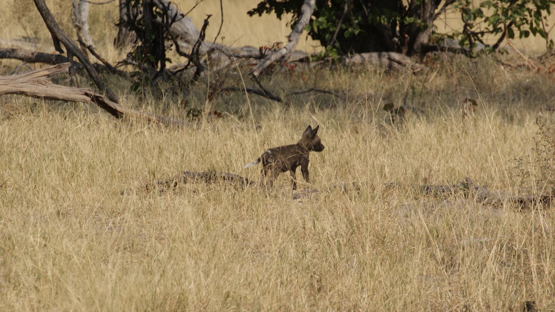 blog-naturwissen-wildhundewelpen-zuzuland-wildhundjunges-natucate