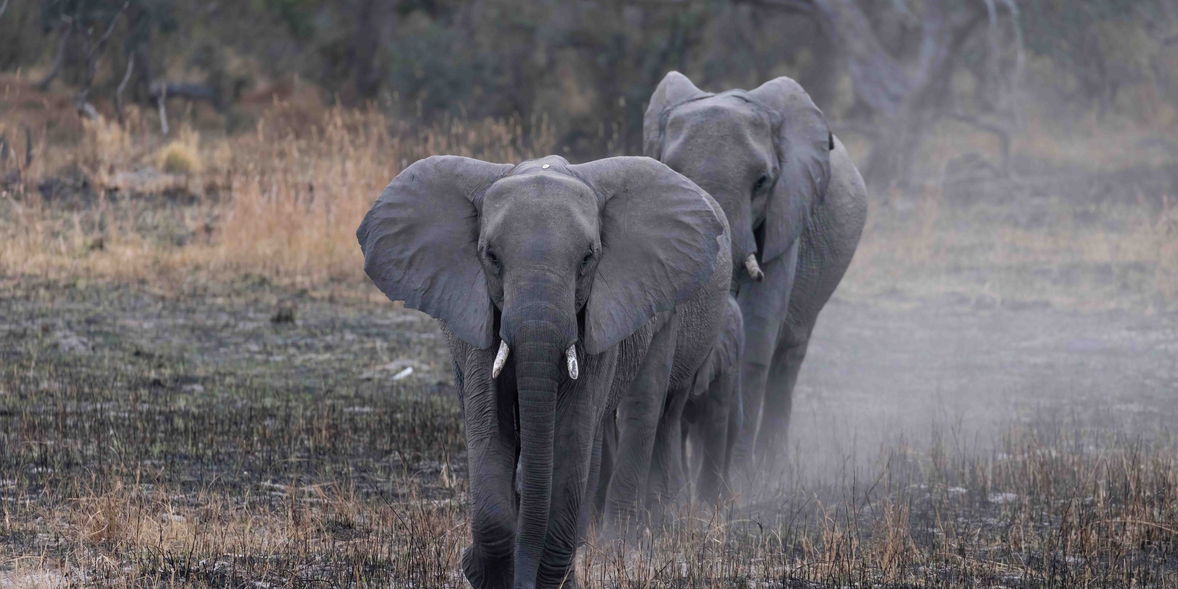 natur-und-rangerkurs-botswana-afrika-san-survival-skills-tracking-bushcraft-elefanten-natucate