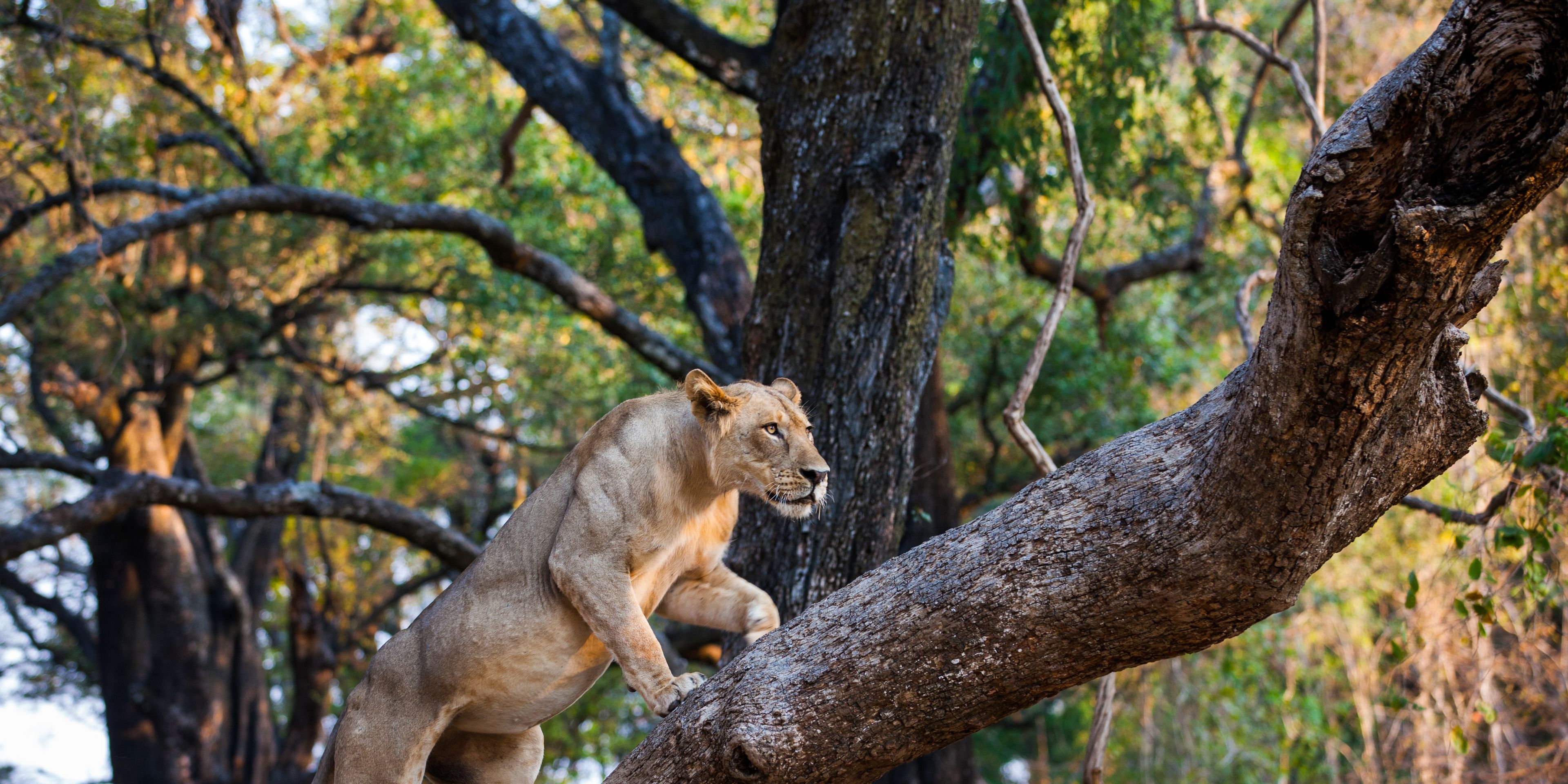 safari-sambia-south-luangwa-lower-zambezi-loewe-auf-baum-natucate