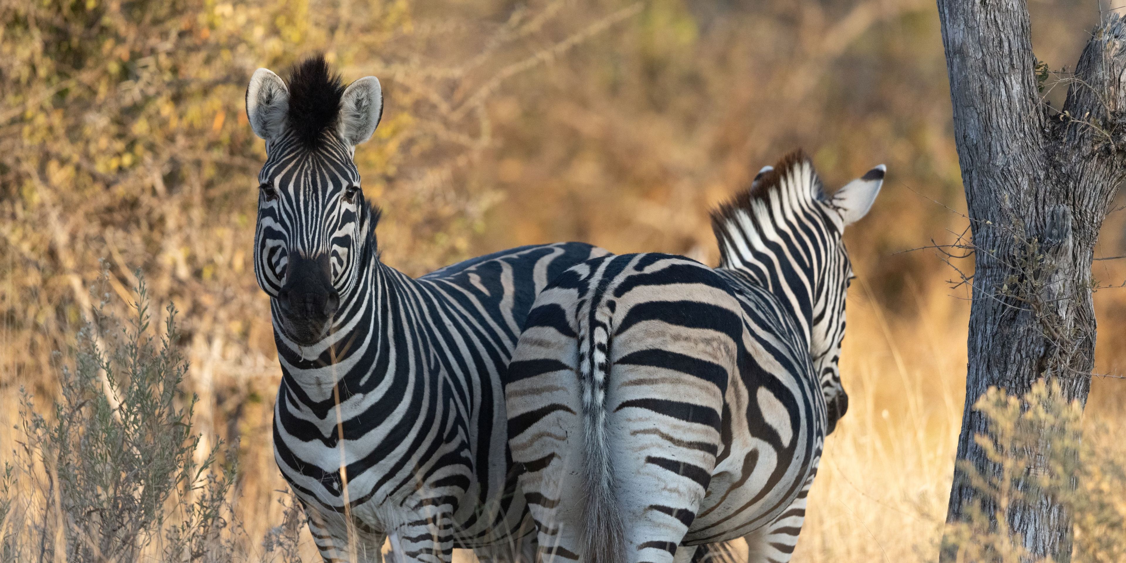two zebras in Botswana