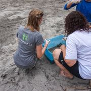 erfahrunsgbericht-costa-rica-praktikum-kundenfotos-artenschutz-schildkroete-natucate