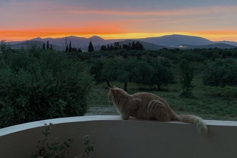 freiwilligenarbeit-griechenland-tierschutz-sonnenuntergang-katzenschutzprojekt