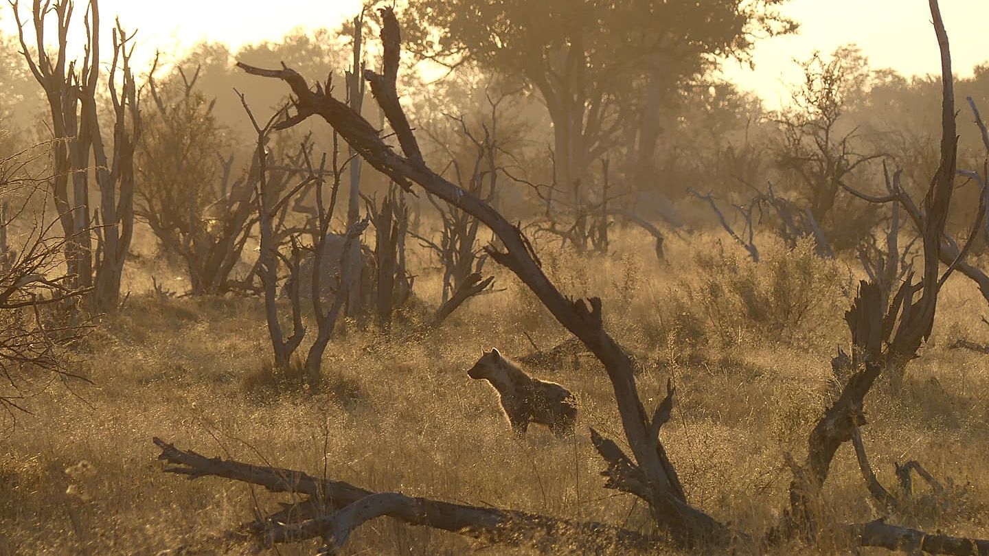 erfahrungsbericht-sabbatical-afrika-julian-private-wilderness-experience-botswana-hyaene-natucate