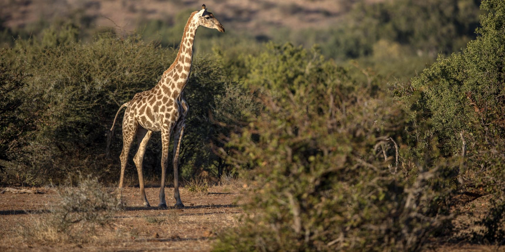 landingpage-conservation-safaris-botswana-giraffe-natucate