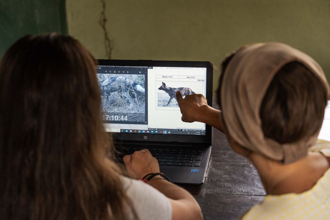 natucate-volunteering-malawi-wildlife-monitoring-indoor-research-analysis-wilddog