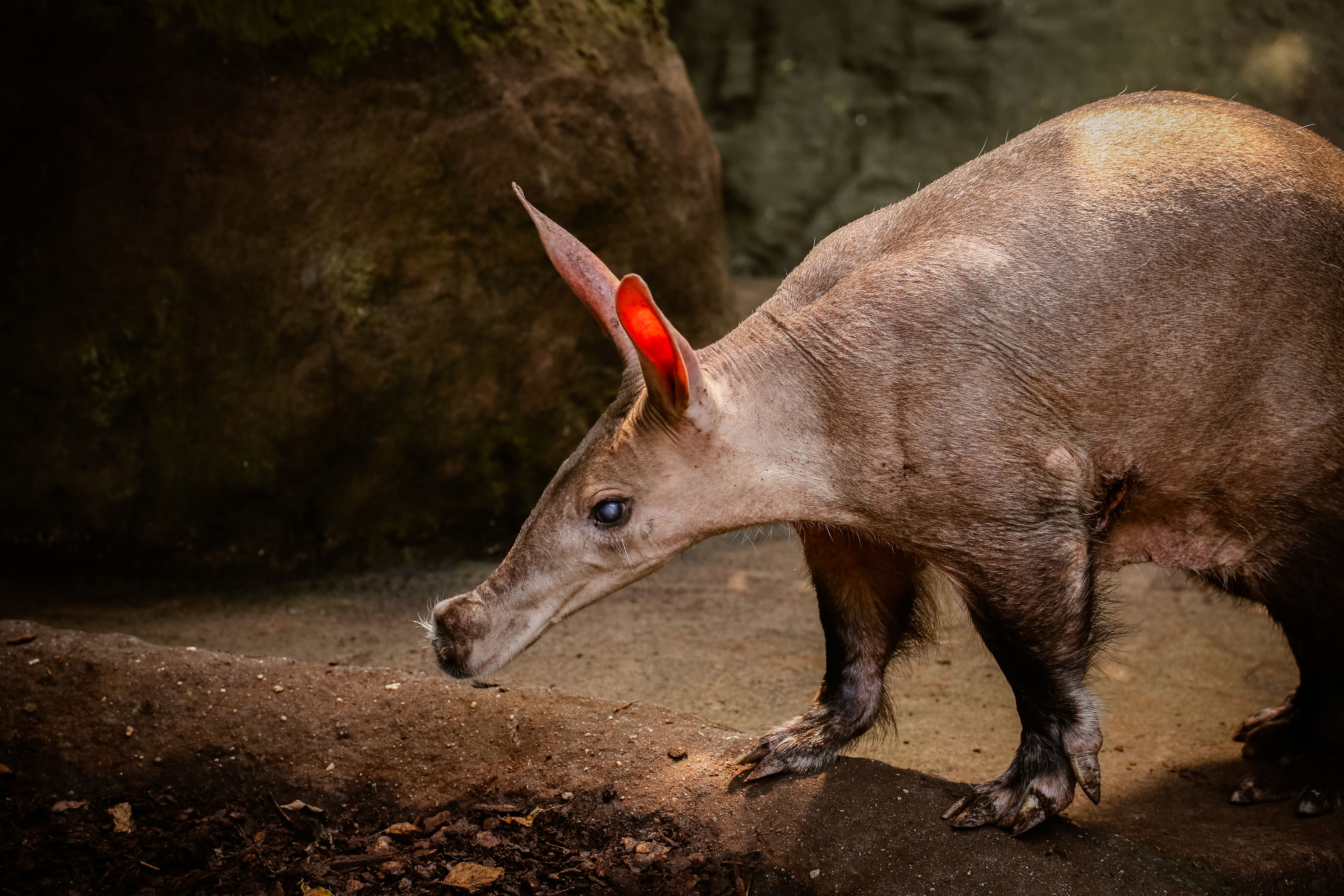 aardvark