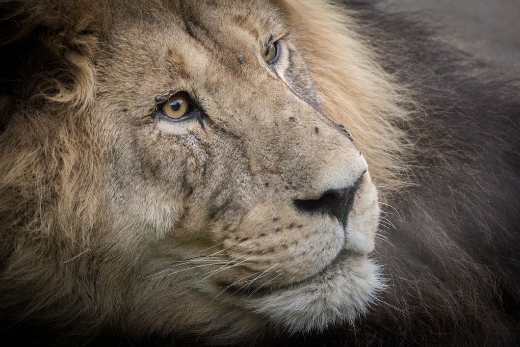 safari-botswana-expedition-okavango-delta-loewe