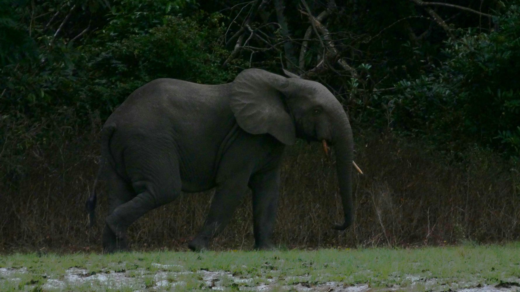 Forest elephant in Gabon