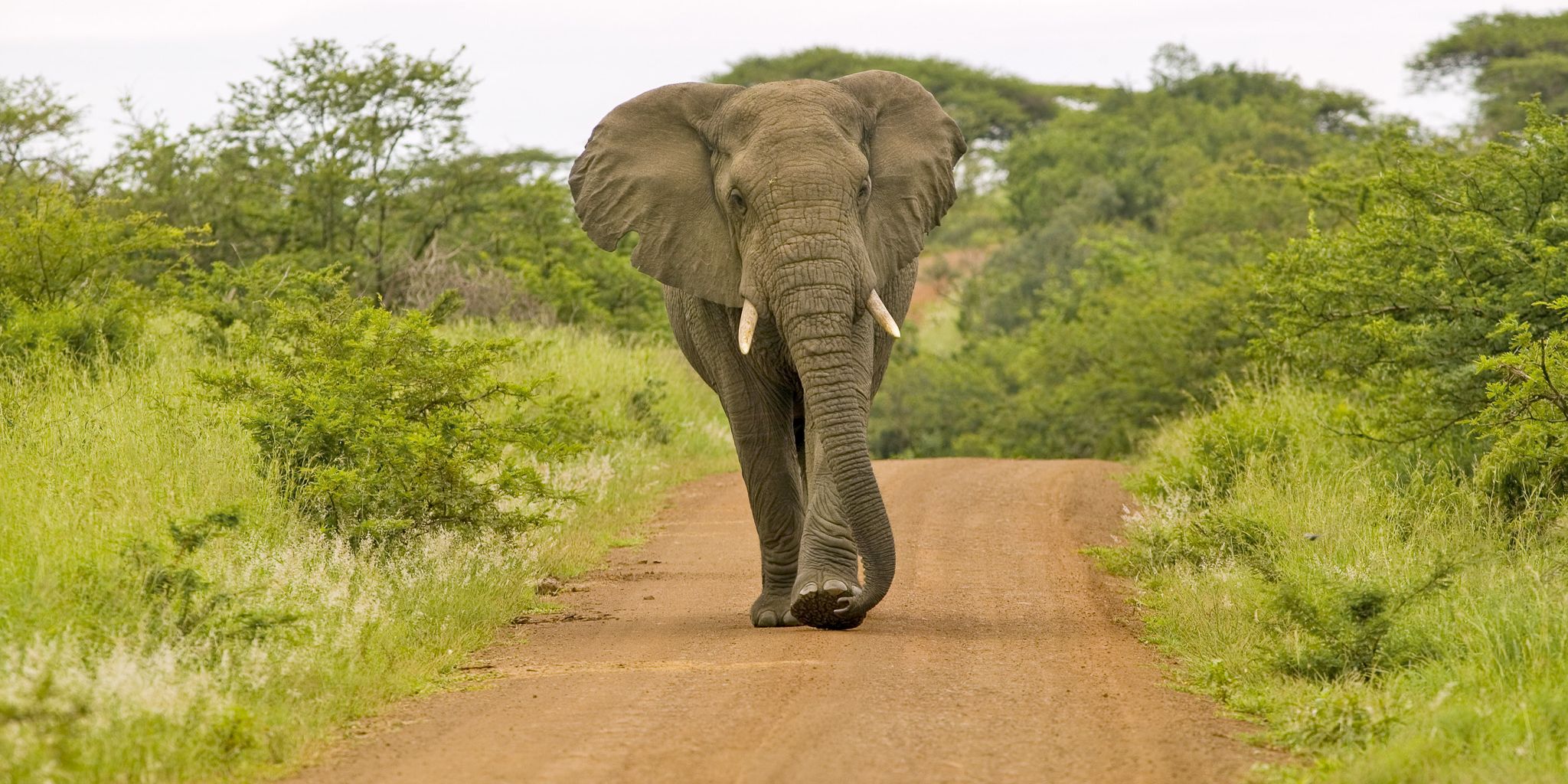 natucate-internship-south-africa-zululand-elephant-bull