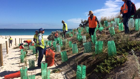 Volunteering Naturschutz: Freiwillige bei Umweltarbeiten am Strand in Neuseeland