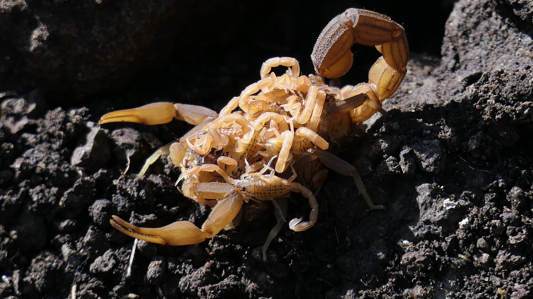 erfahrungsbericht-suedafrika-naturausbildung-tracking-fotografie-kundenfotos-skorpione-natucate