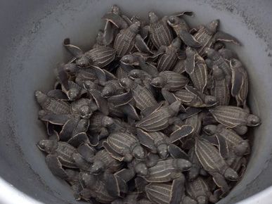 Viele frisch geschl&uuml;pfte Babyschildkr&ouml;ten werden in einem Eimer transportiert.