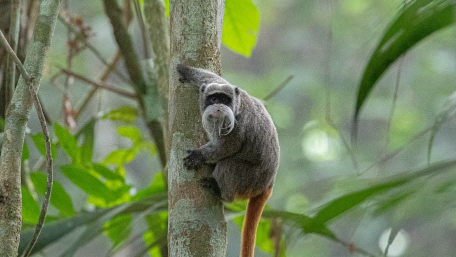 erfahrungsberichte-auslandspraktikum-sinnenswahrnehmung-peru-aida-primat-affe