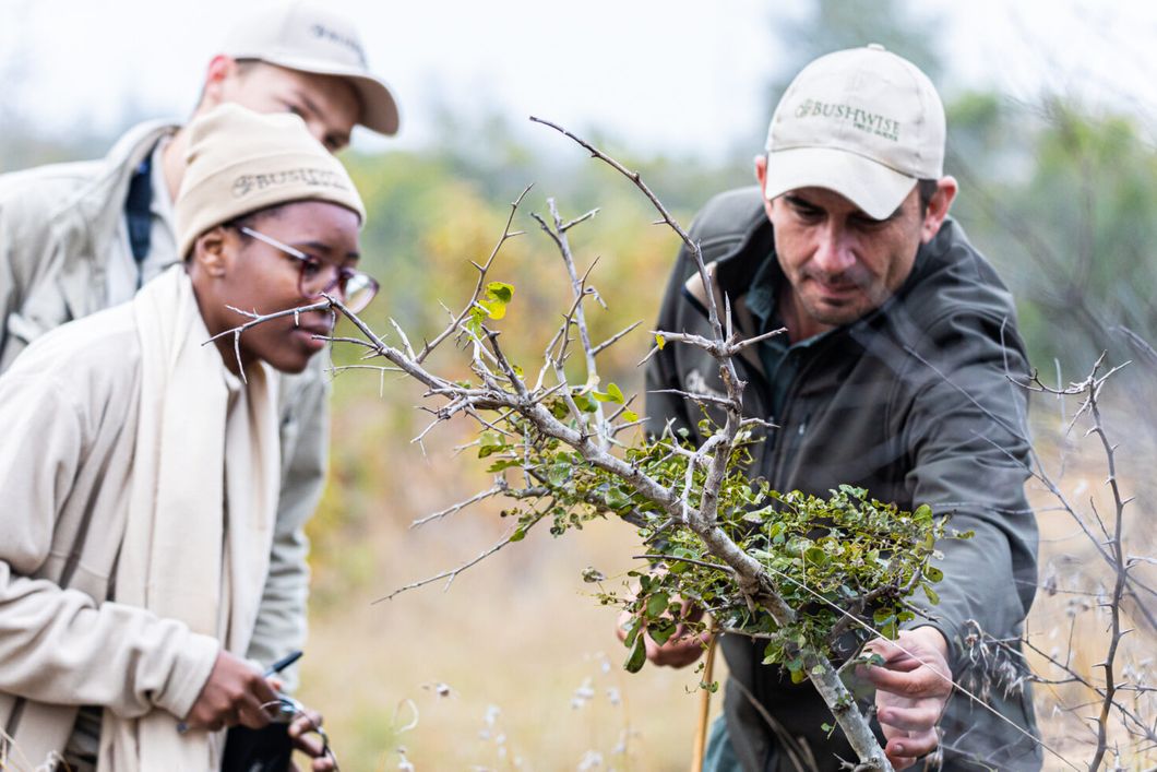 Guides look at tree in African bush