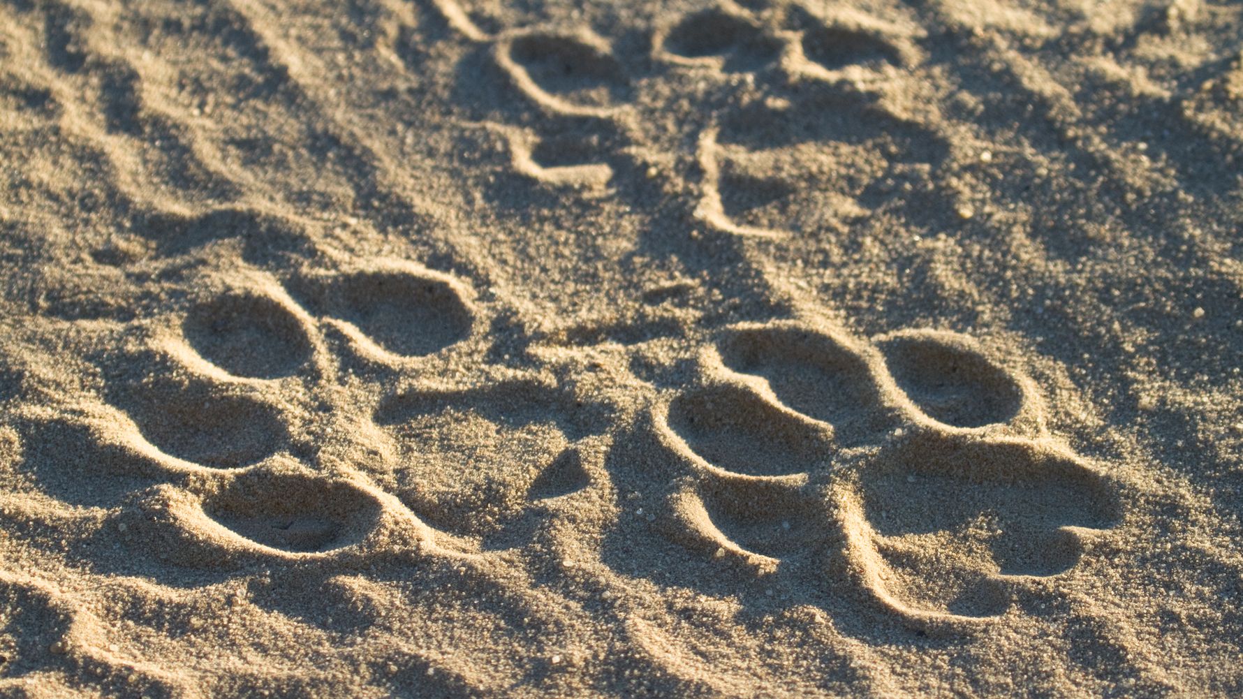 natucate-blog-safari-vokabular-busch-tracks