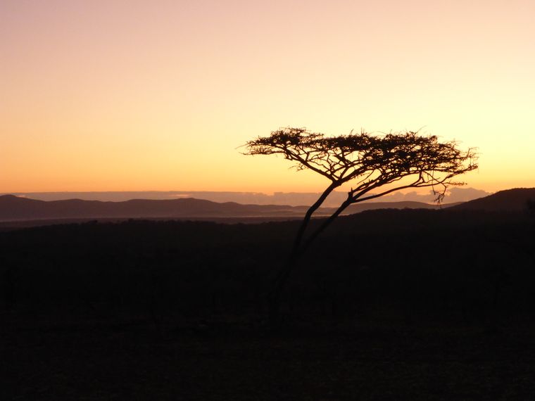 Rangerkurs: Ein Baum in der afrikanischen Savanne im Sonnenuntergang