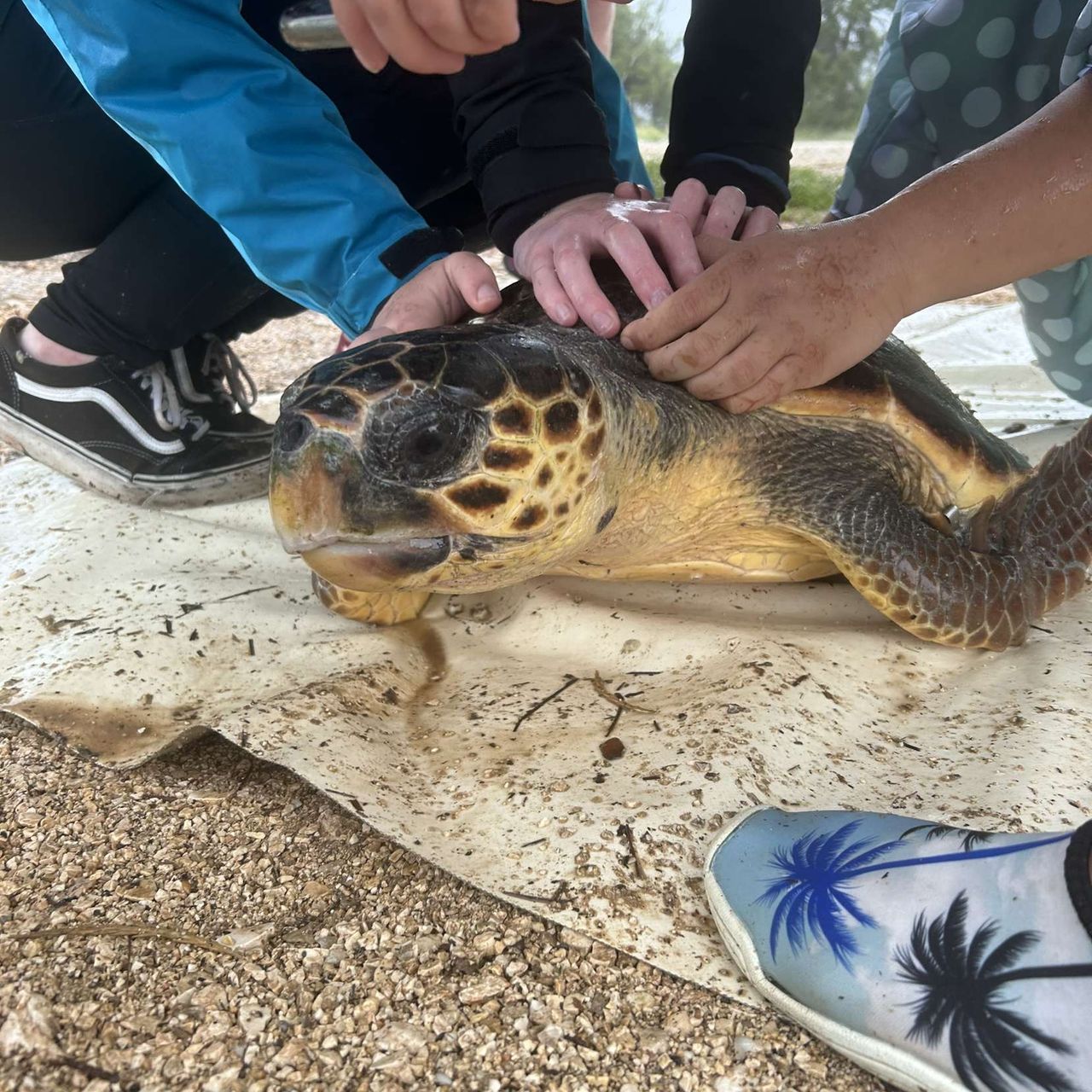 erfahrungsberichte-freiwilligendienst-griechenland-annalena-schildkroeten-tag