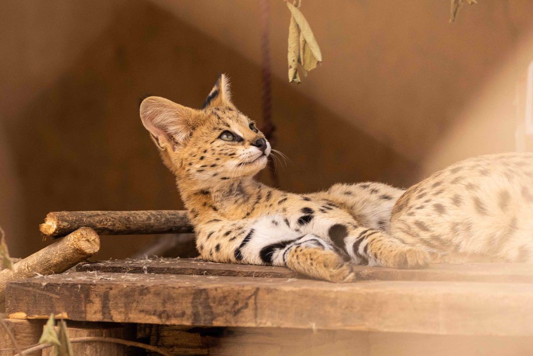 volunteering-malawi-sanctuary-several-cat-credit-jonas-strahberger