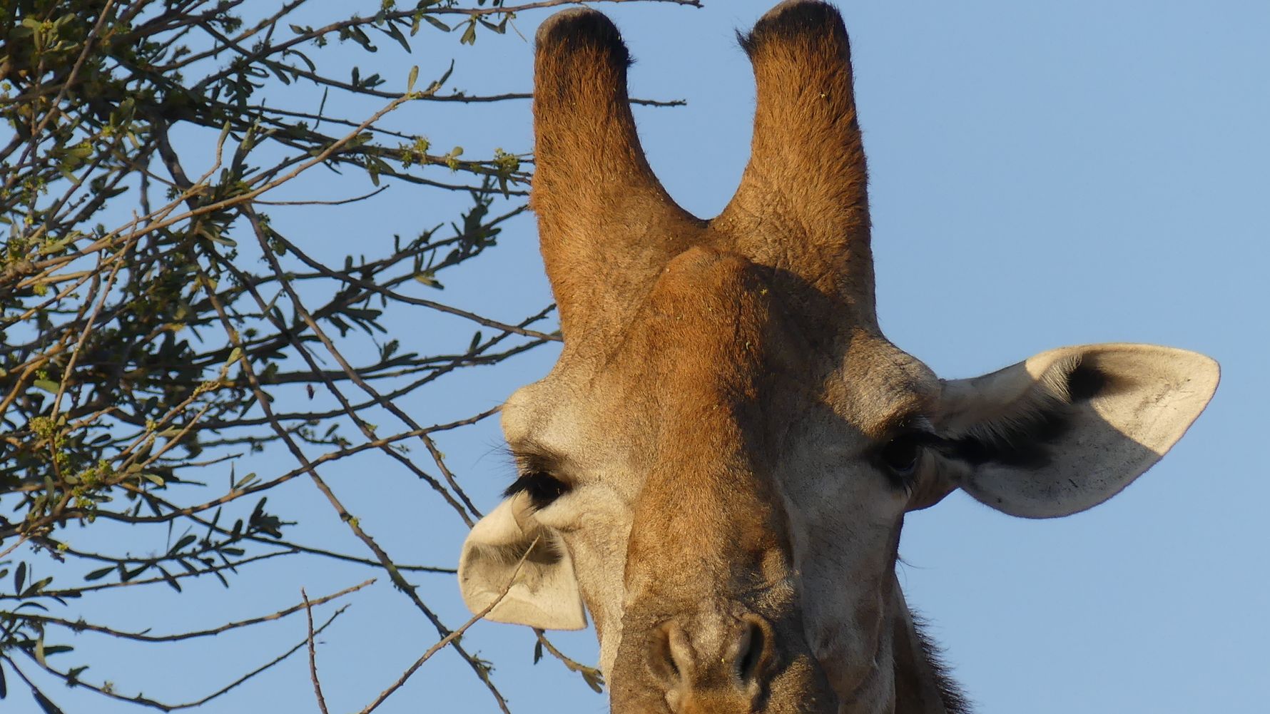 erfahrungsberichte-safari-guide-rangerausbildung-giraffe-natucate