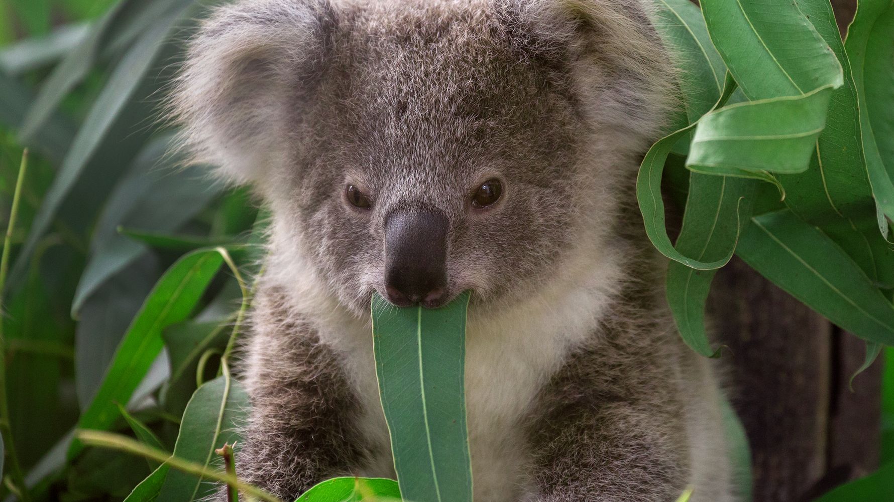 blog-wissen-koalas-feinschmecker-im-eukalyptuswald-baum-baer-natucate