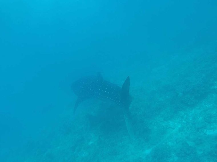 freiwilligenarbeit-malediven-erfahrungsbericht-kundenfotos-artenschutz-walhai-natucate