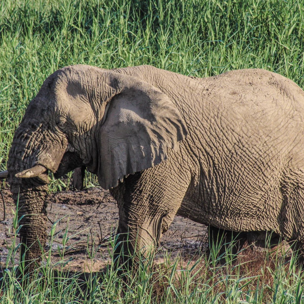 Ein Elefant durchquert ein Schlammgebiet