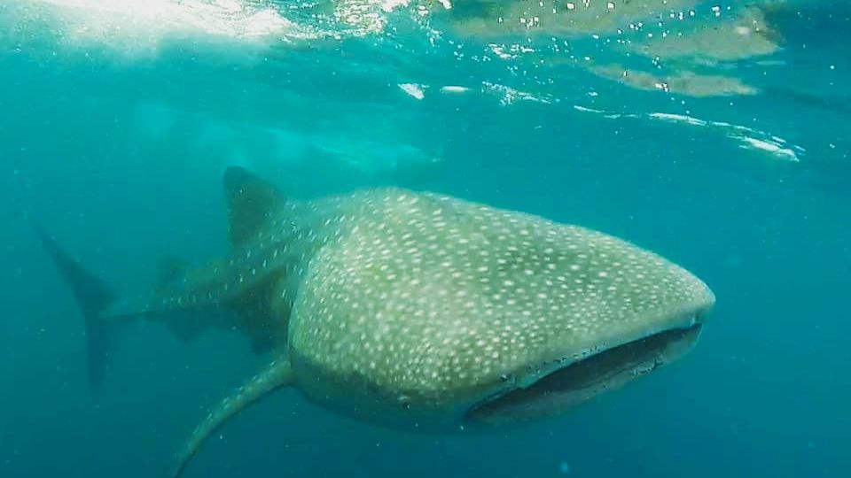 freiwilligenarbeit-malediven-erfahrungsbericht-artenschutz-walhaie-natucate