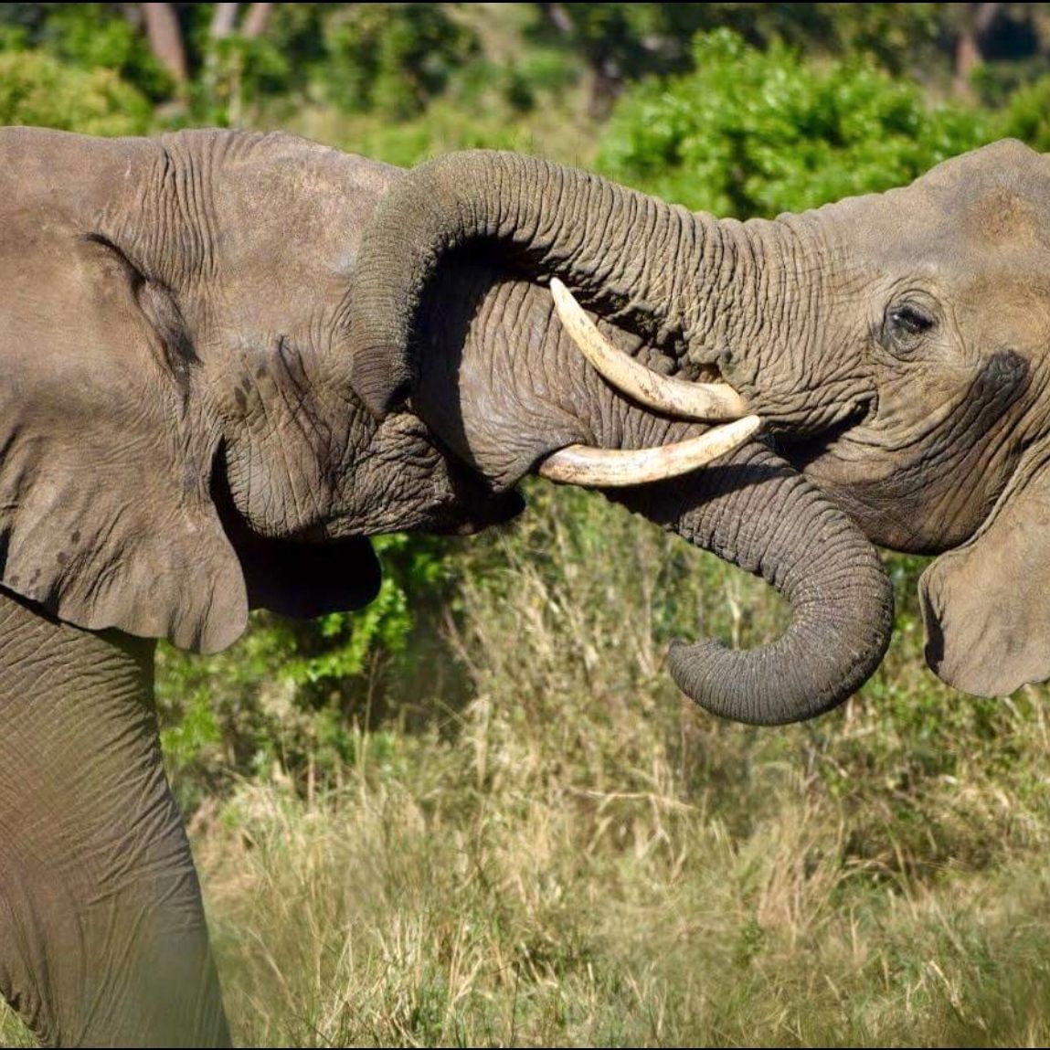 erfahrungsberichte-frewilligenarbeit-suedafrika-zululand-artenschutz-mario-elefant-herde-natucate