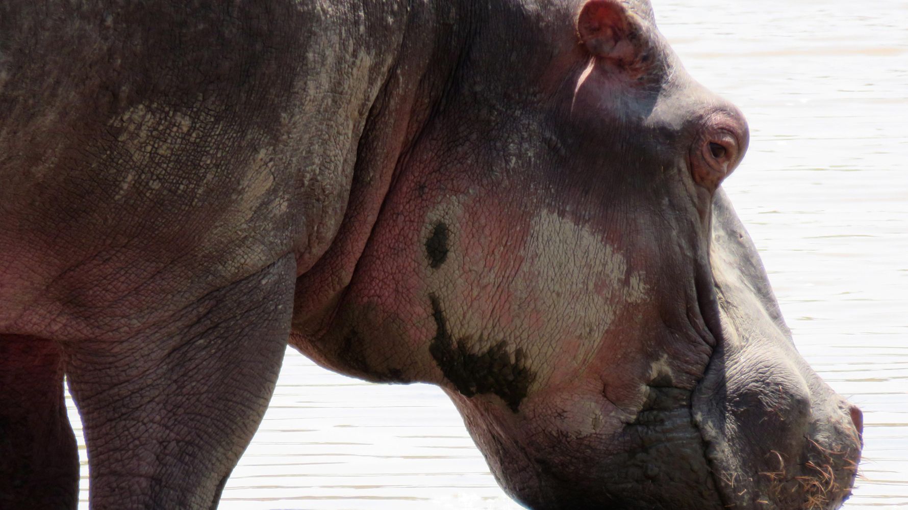 Safari in Ostafrika: Nahaufnahme des Kopfes eines Nilpferds in Kenia beim Baden und Trinken